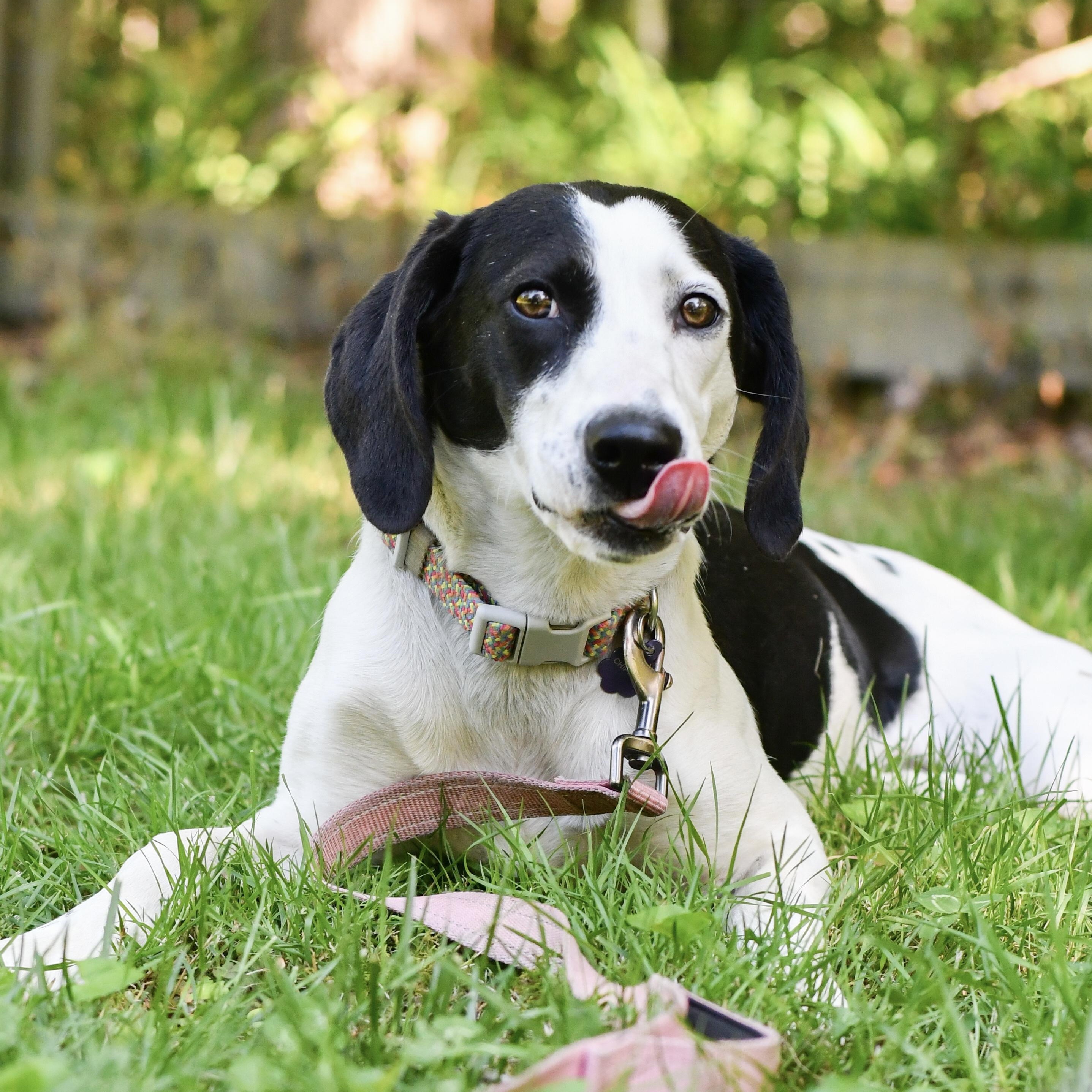 Salt, a Adoptable mixed breed in Richmond, VA image 1/6