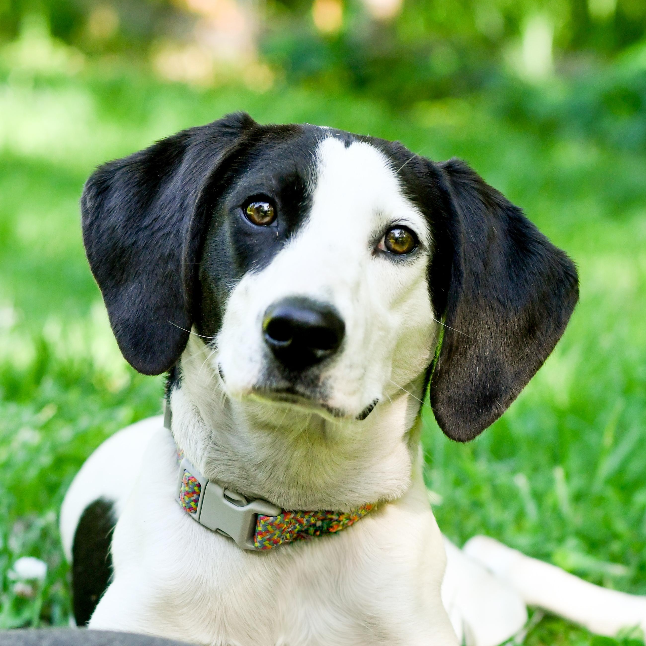 Salt, a Adoptable mixed breed in Richmond, VA image 3/6