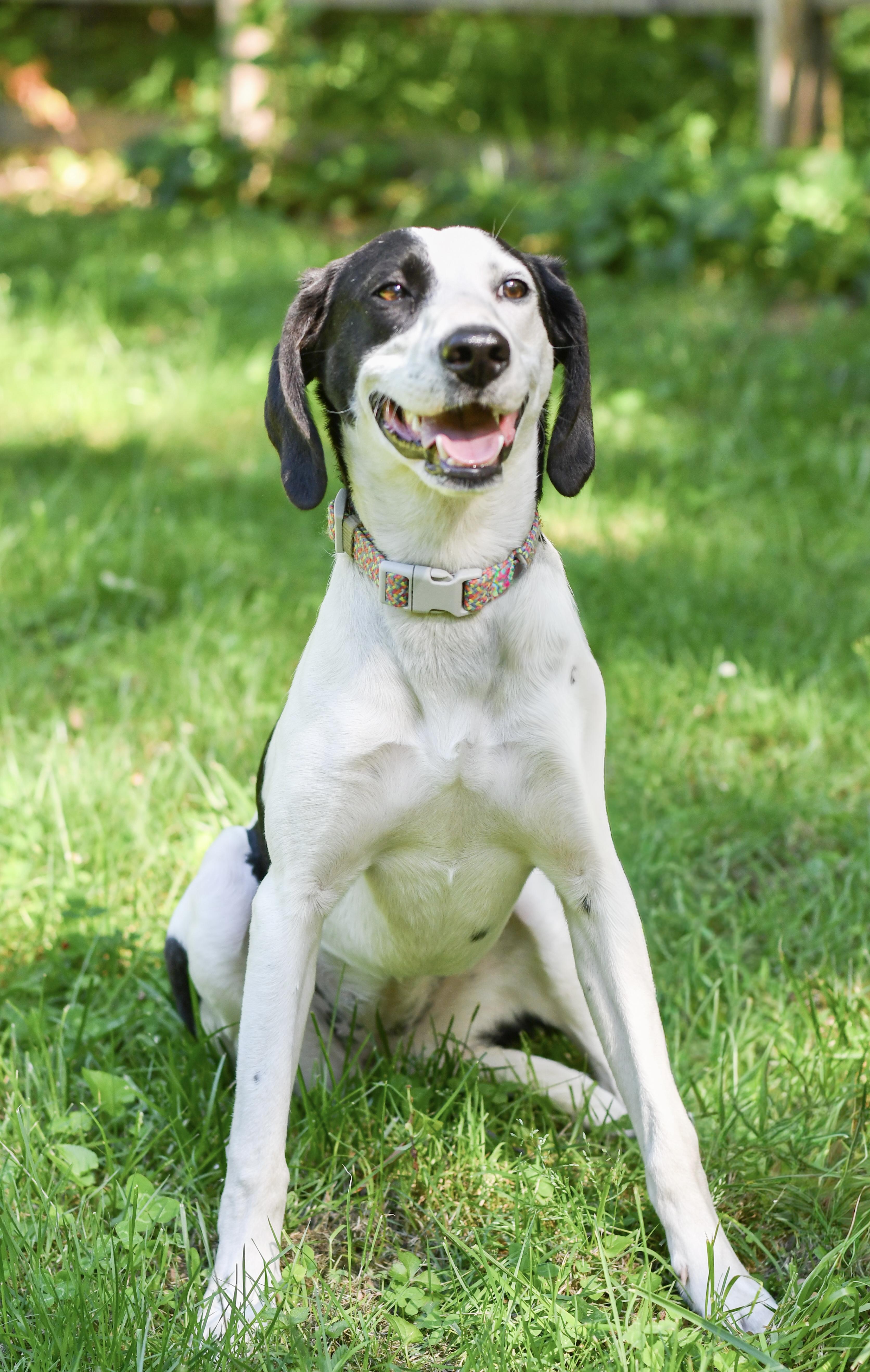 Salt, a Adoptable mixed breed in Richmond, VA image 4/6