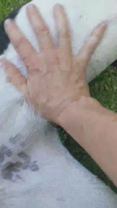 Enlarge Salt, a Adoptable mixed breed in Richmond, VA video 5/6