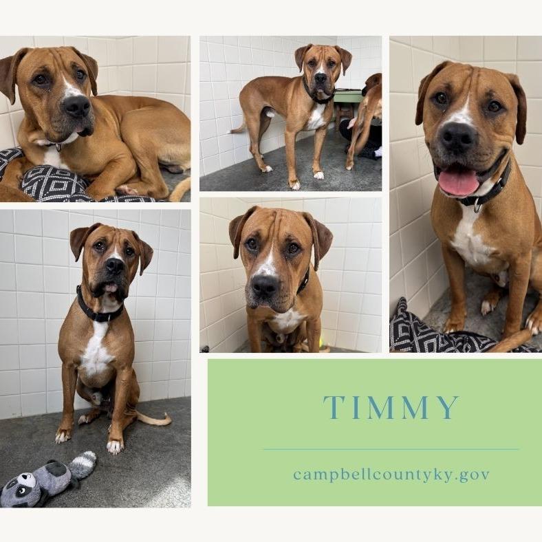 Timmy Turner, Adoptable, Adult Male Boxer & Mixed Breed.