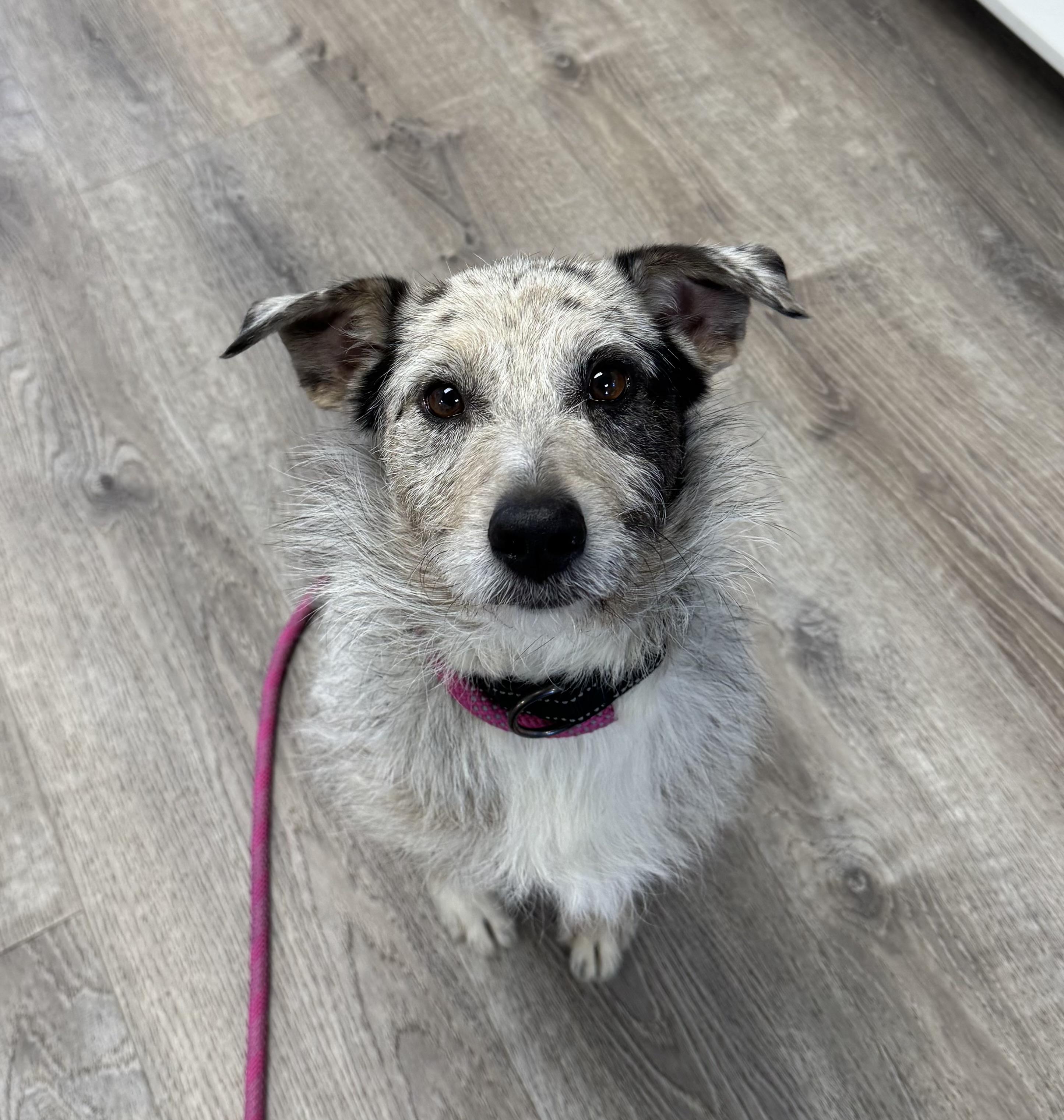 Chewbarka , ADOPTABLE, Adult Male Wirehaired Terrier.