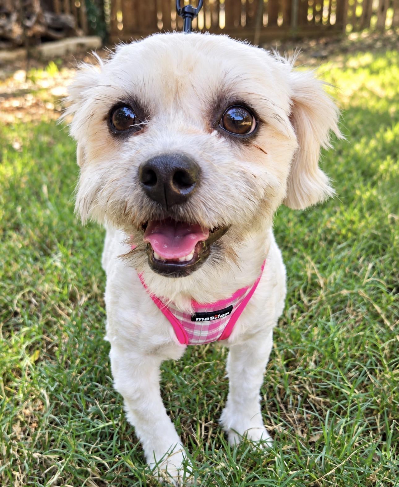 Enlarge NANCI, a Adoptable Maltese in Grand Prairie, TX image 1/1