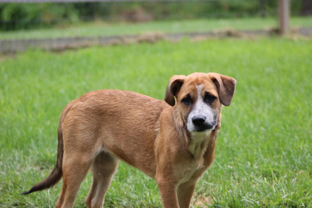 Enlarge TalliBoo, a Adopted mixed breed in Coldwater, ON image 1/6