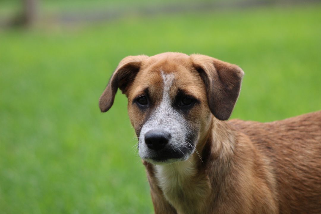 Enlarge TalliBoo, a Adopted mixed breed in Coldwater, ON image 2/6
