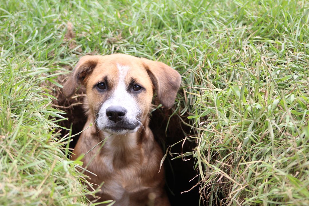 Enlarge TalliBoo, a Adopted mixed breed in Coldwater, ON image 3/6