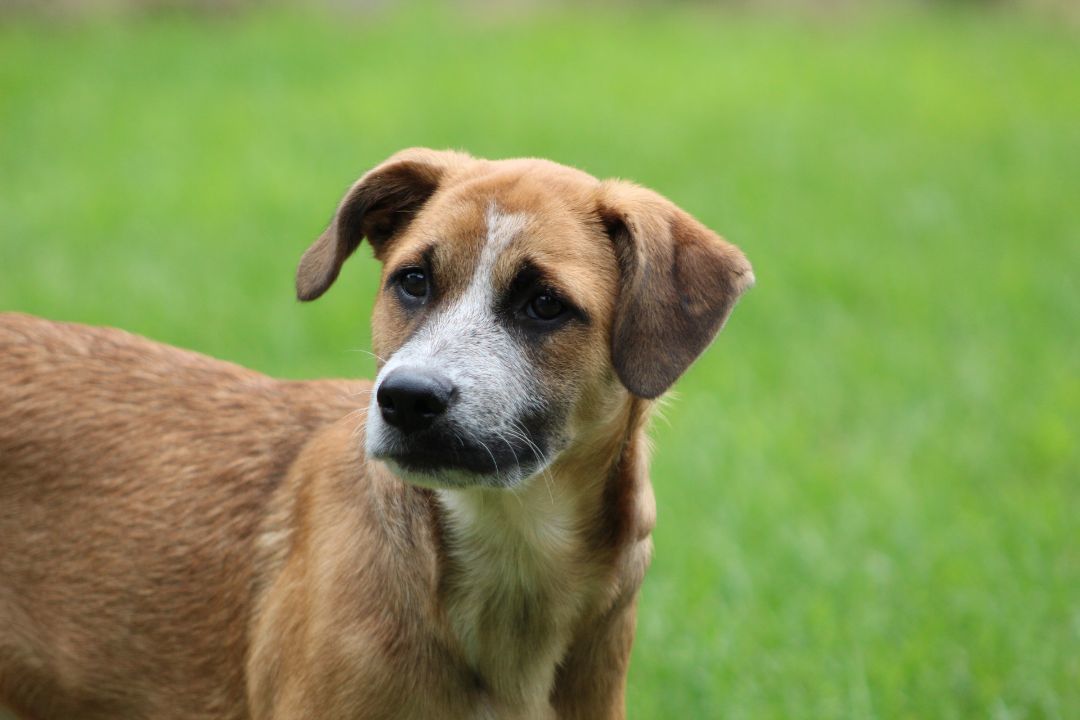 Enlarge TalliBoo, a Adopted mixed breed in Coldwater, ON image 4/6