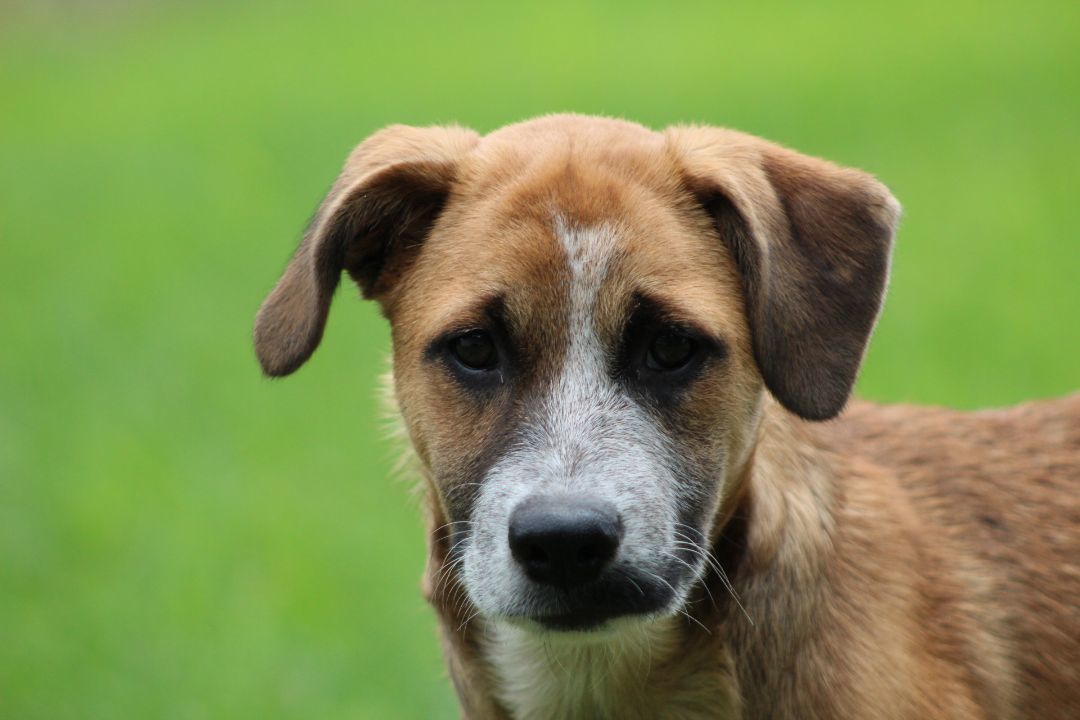 Enlarge TalliBoo, a Adopted mixed breed in Coldwater, ON image 5/6