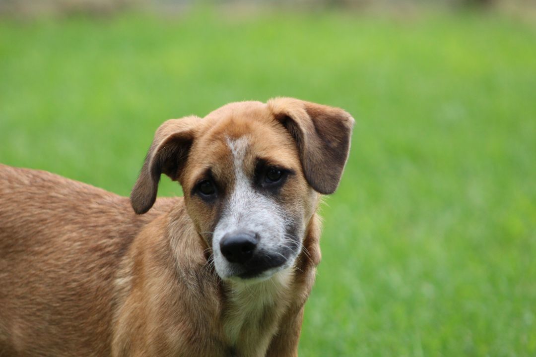 Enlarge TalliBoo, a Adopted mixed breed in Coldwater, ON image 6/6