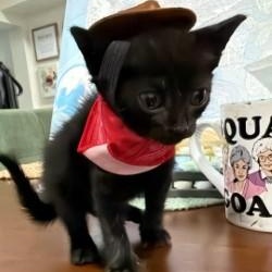Tonks, ADOPTABLE, Kitten Female Domestic Short Hair.
