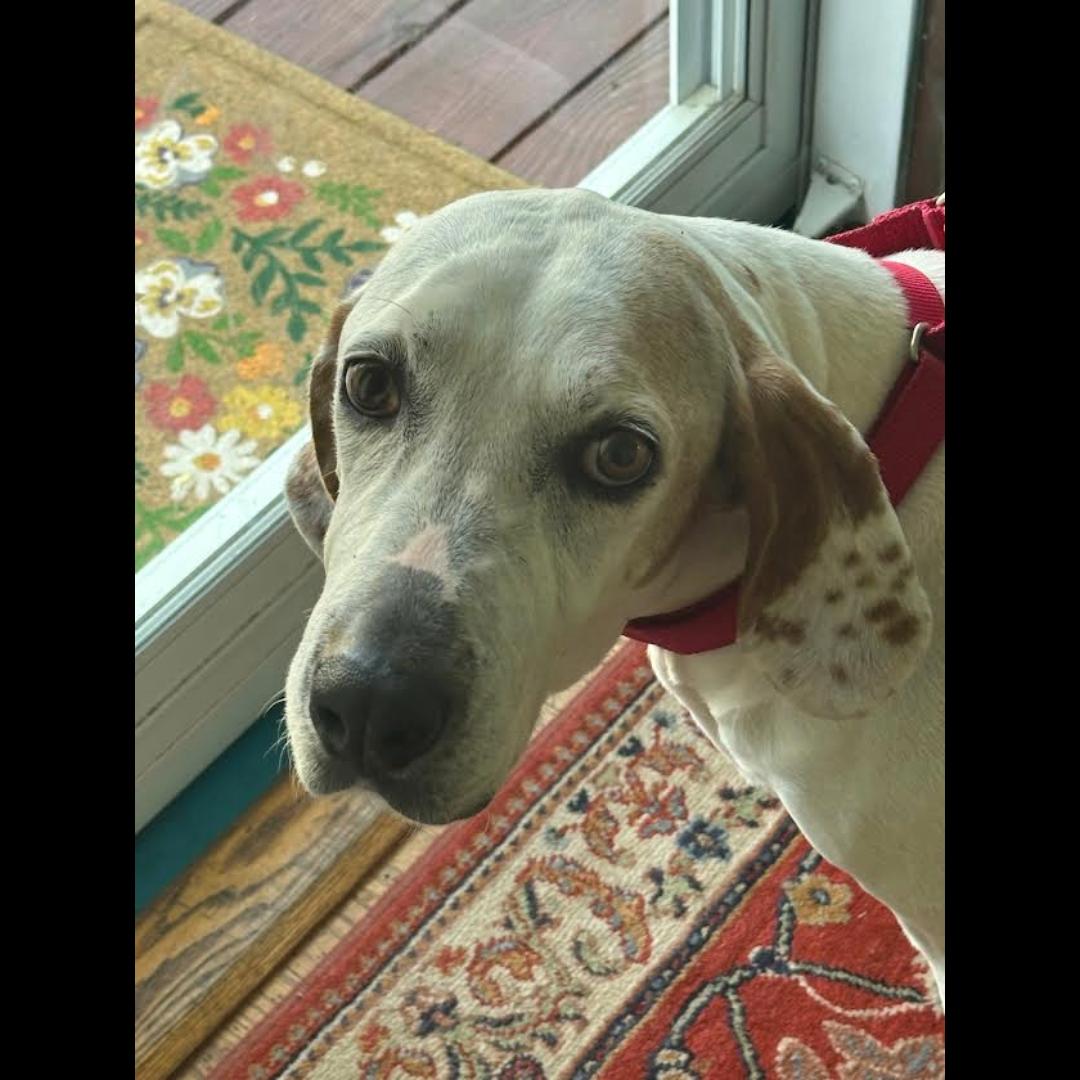 Joy, adopted, Adult Female English Pointer & Bluetick Coonhound.