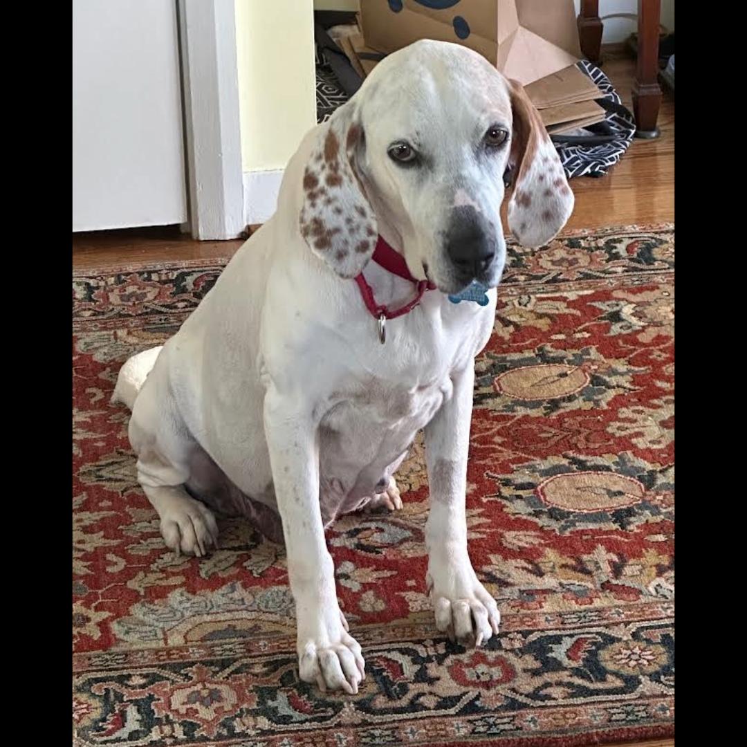 Enlarge Joy, an adopted mixed breed in Midlothian, VA image 2/5