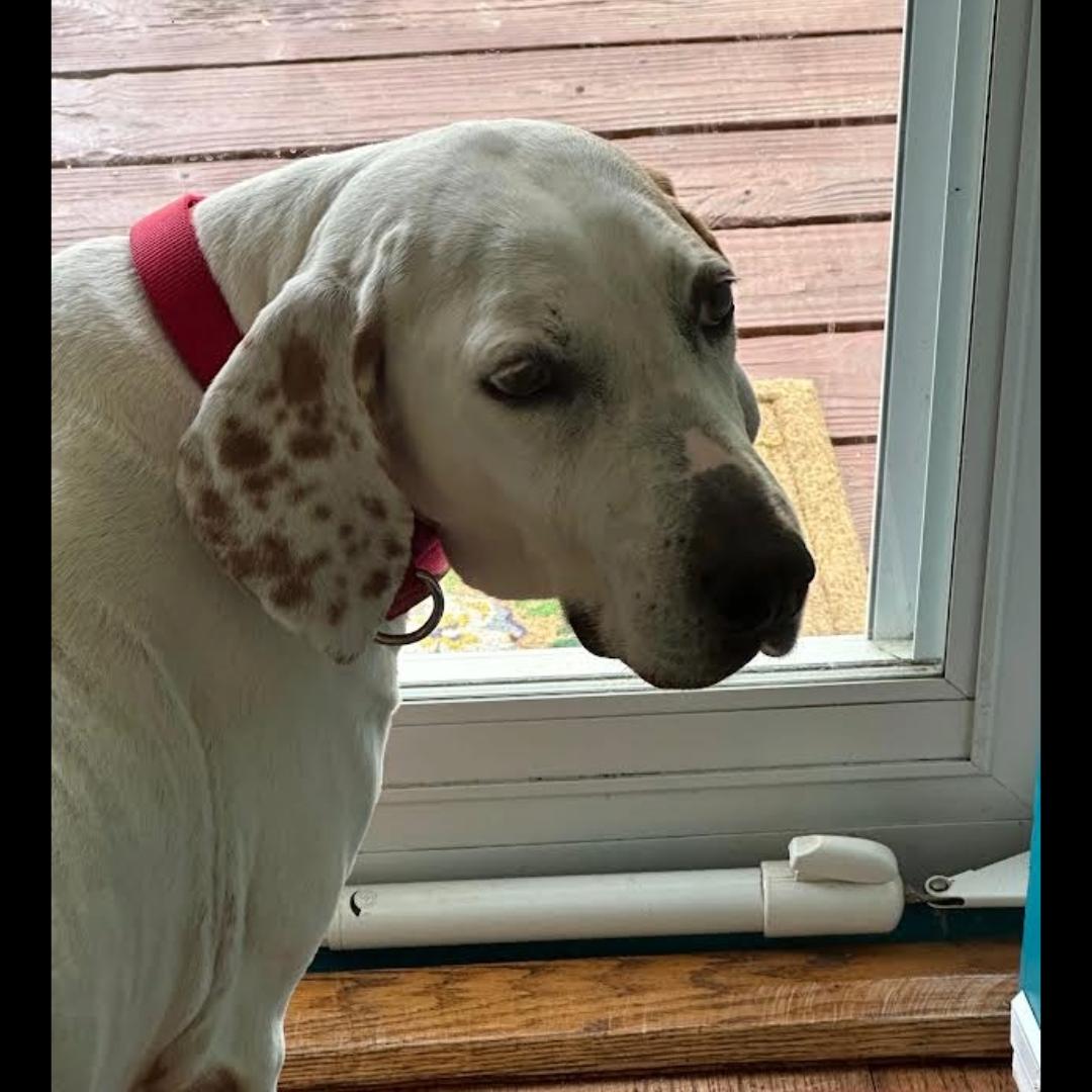 Enlarge Joy, an adopted mixed breed in Midlothian, VA image 5/5