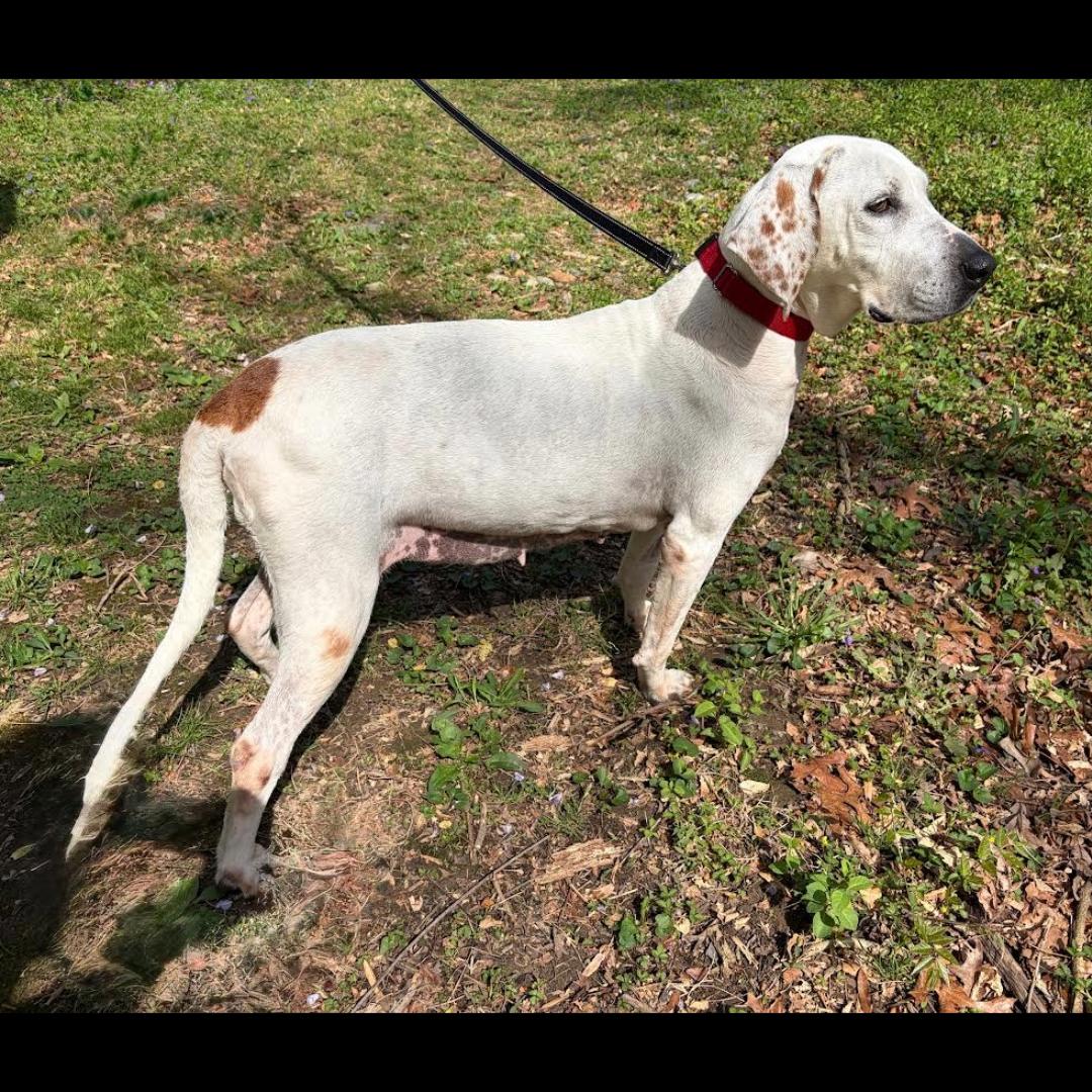 Enlarge Joy, an adopted mixed breed in Midlothian, VA image 3/5