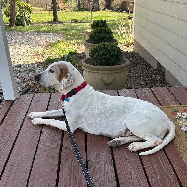 Enlarge Joy, an adopted mixed breed in Midlothian, VA image 4/5