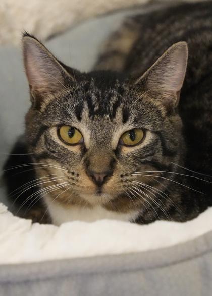 Enlarge Pokey 58257, a Adoptable Domestic Short Hair in Aiken, SC image 1/1