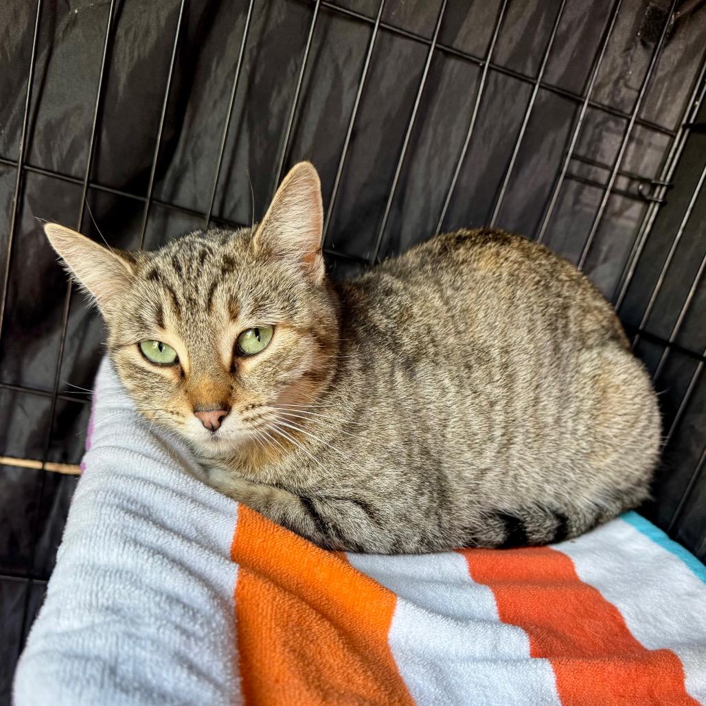 Enlarge Petri, a Adoptable Domestic Short Hair in Fredericksburg, TX image 1/2