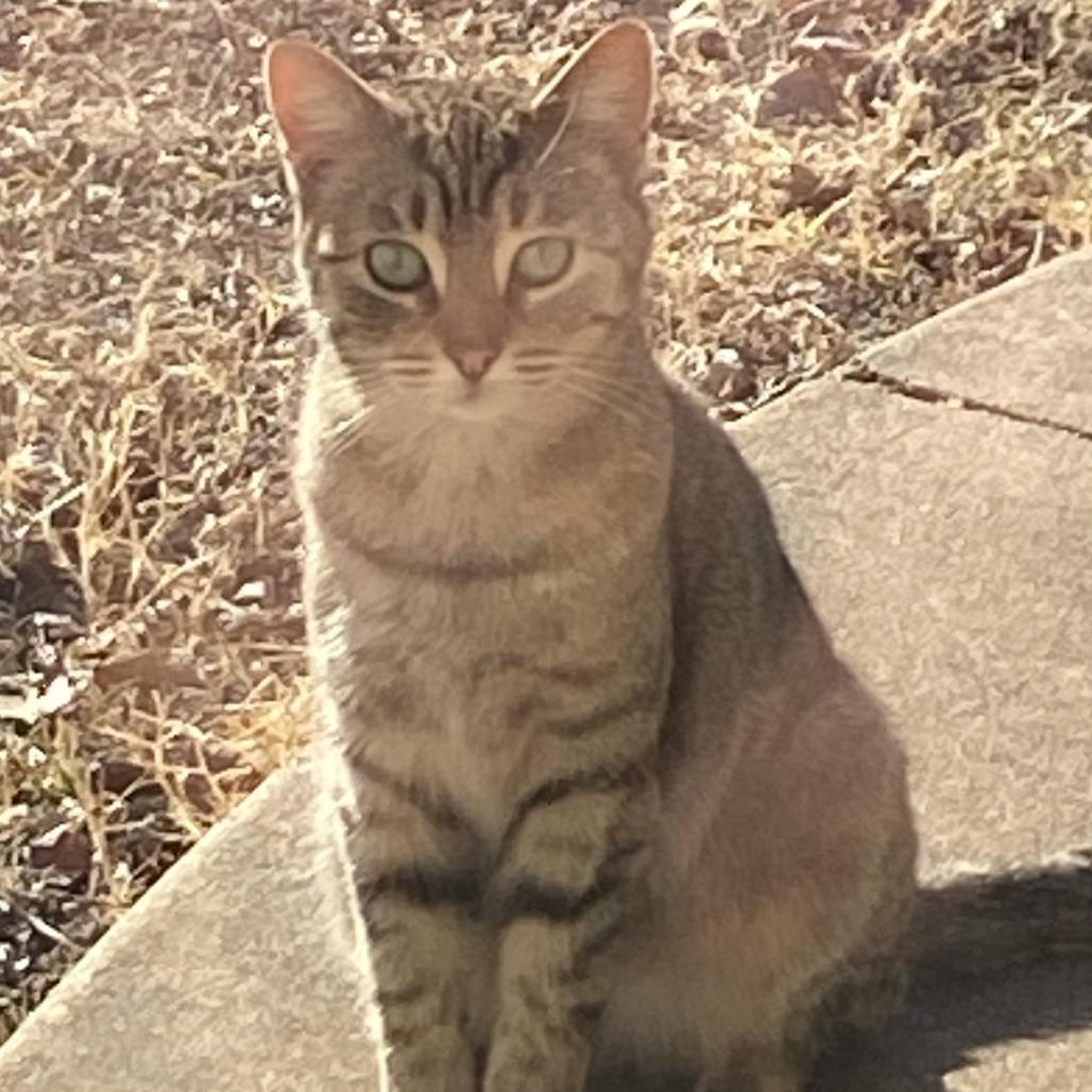 Enlarge Petri, a Adoptable Domestic Short Hair in Fredericksburg, TX image 2/2