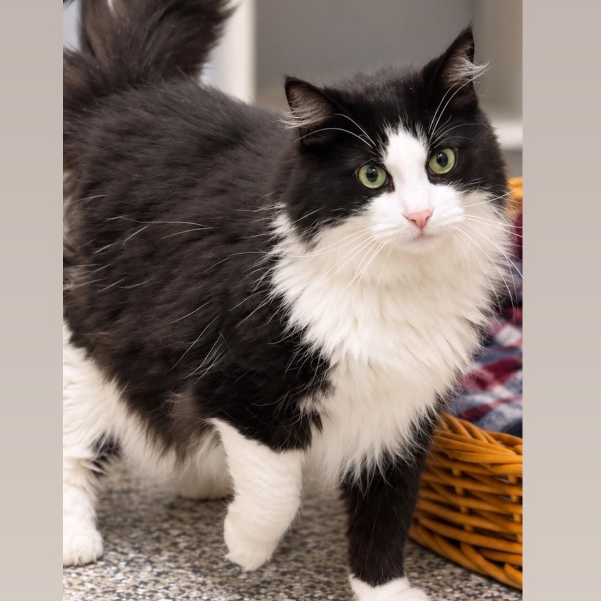 Enlarge Benjamin, a Adopted Domestic Long Hair in Syosset, NY image 1/1