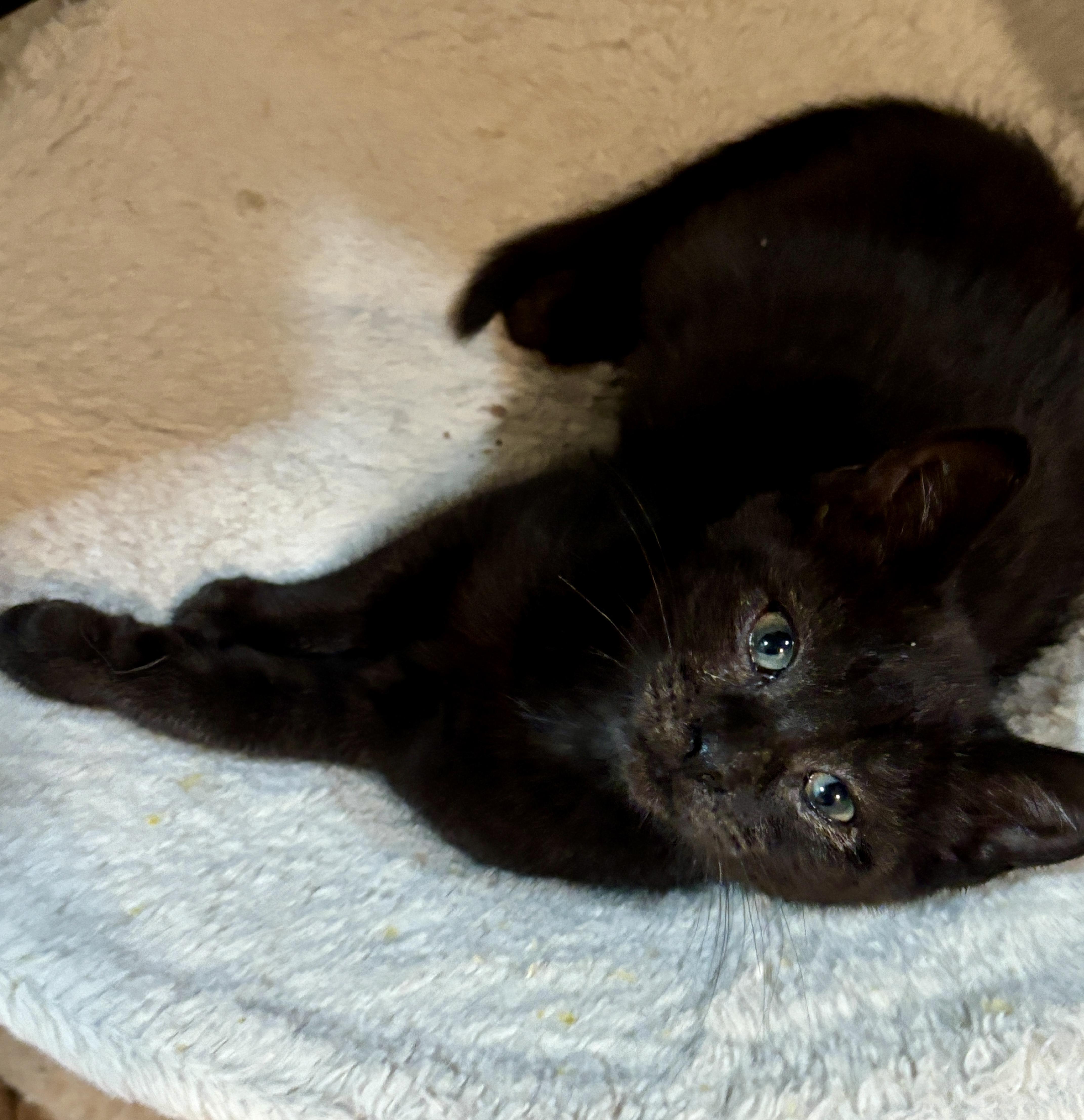 Enlarge Boo, a Adoptable Domestic Short Hair in East Hanover, NJ image 2/2