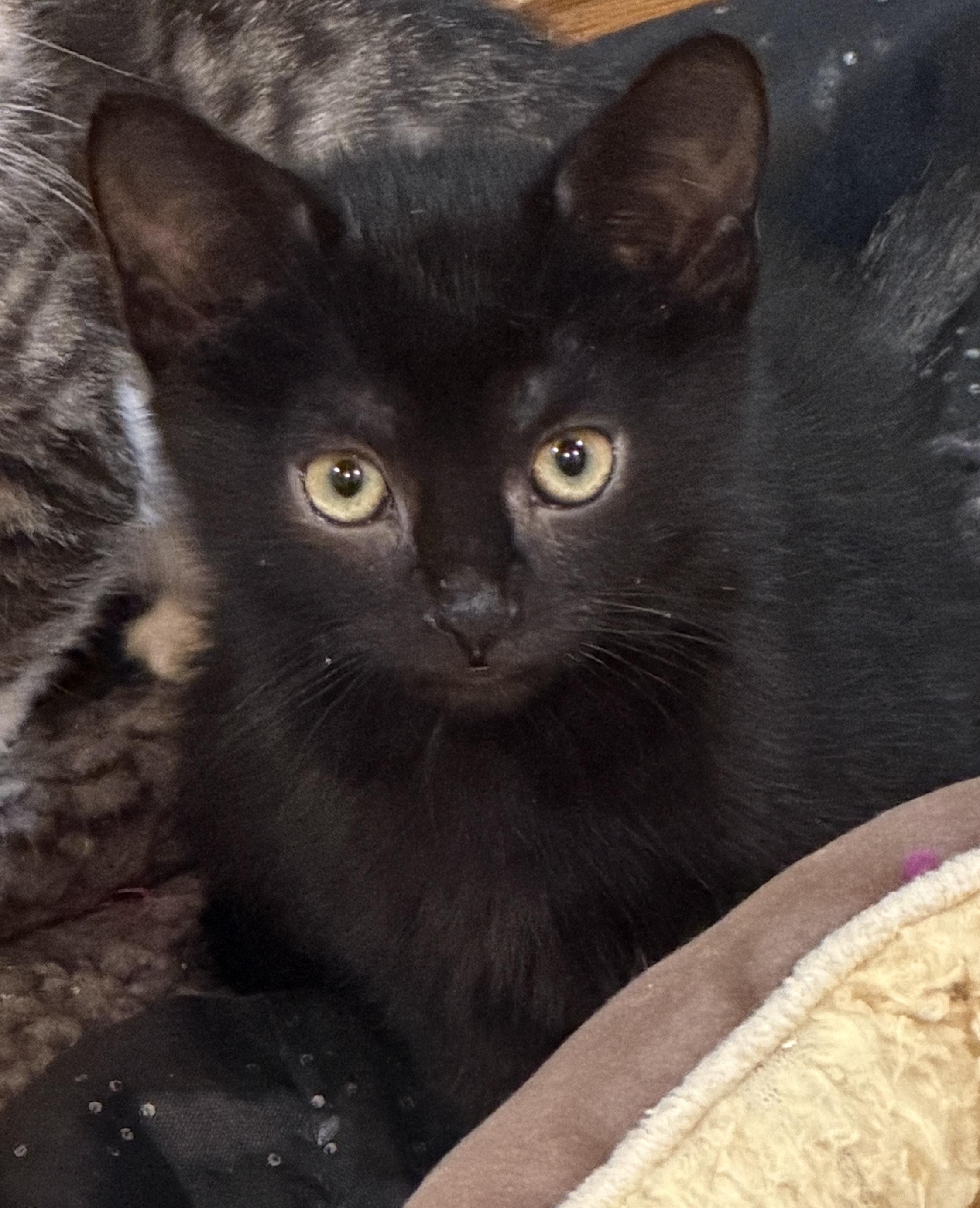 Boo, Adoptable, Kitten Male Domestic Short Hair.