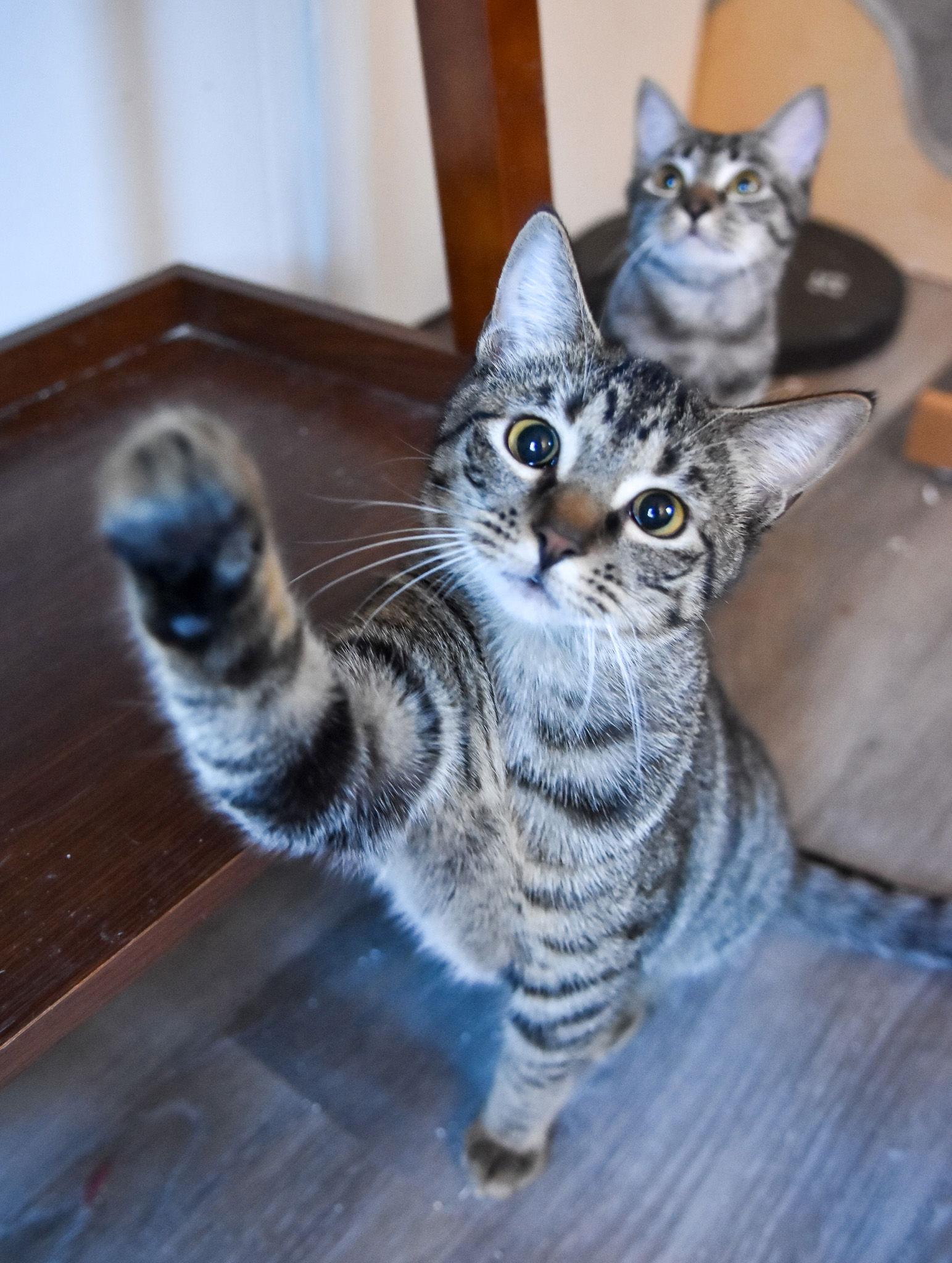Alvin, Adopted, Kitten Male Domestic Short Hair & Tabby.