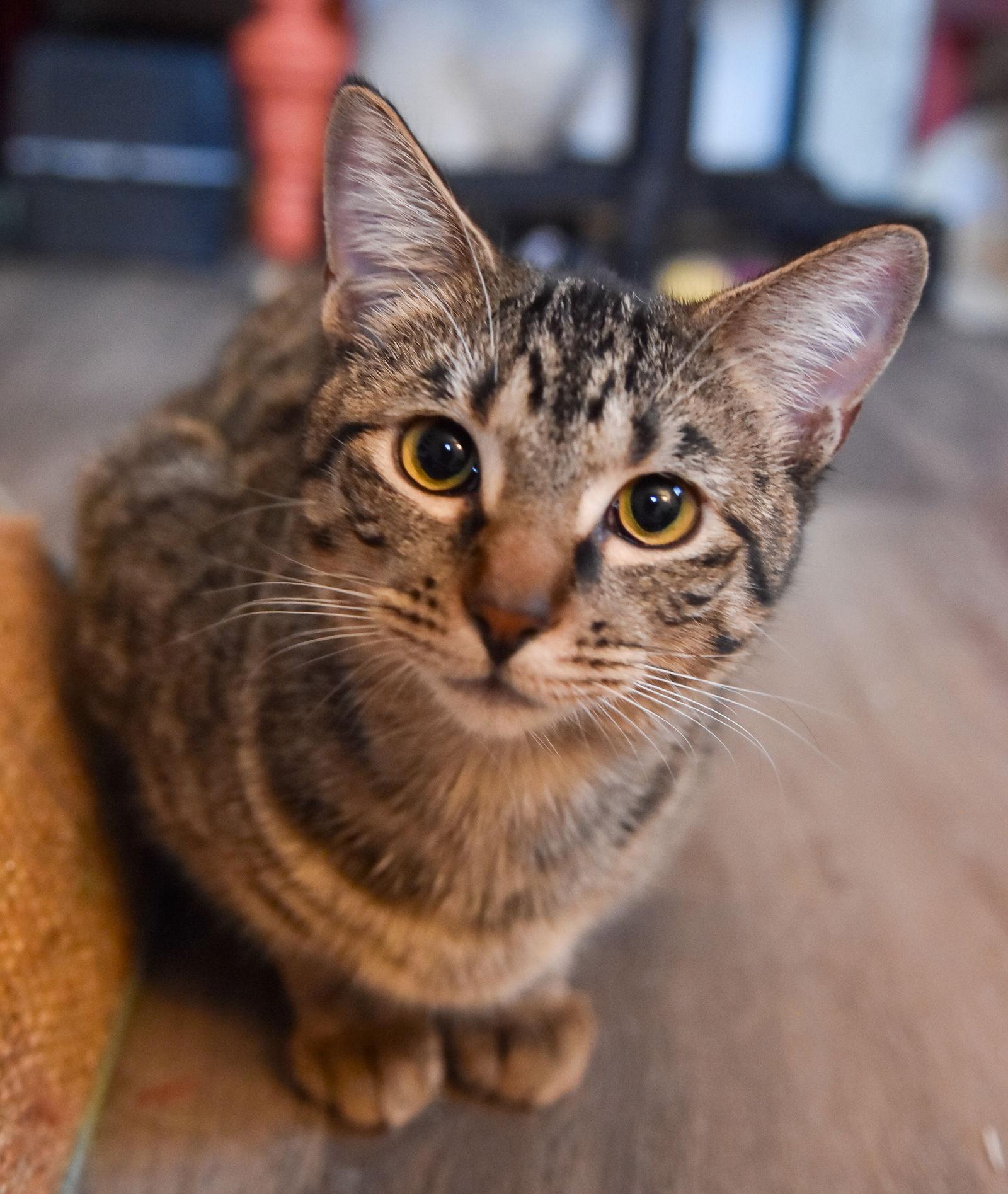 Enlarge Alvin, a Adopted mixed breed in Lighthouse Point, FL image 3/3