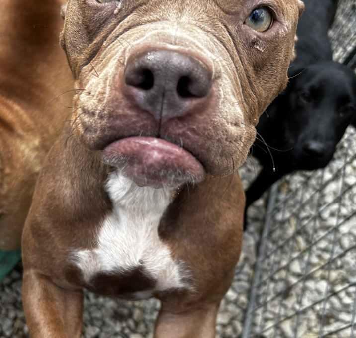 Enlarge Cocoa Bean, a Adoptable American Bulldog in Brownstown, IN image 1/4