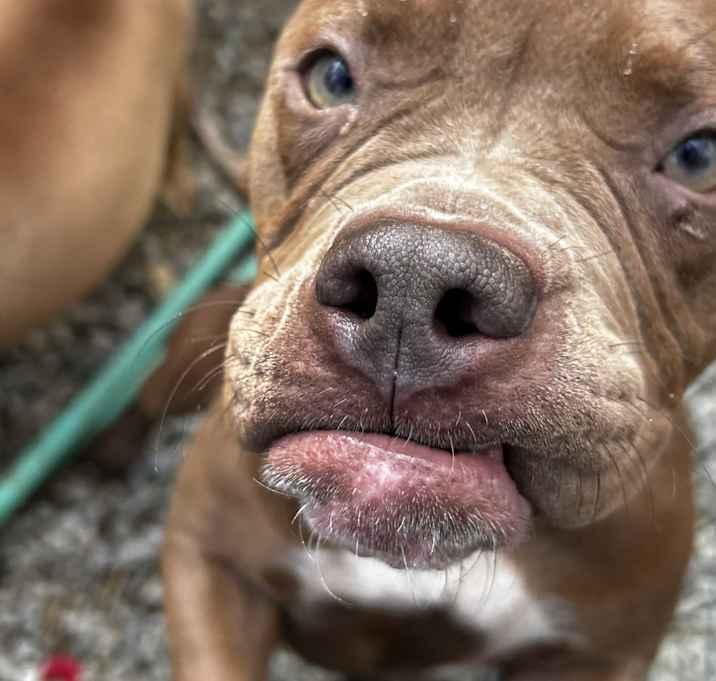 Cocoa Bean thumbnail 2