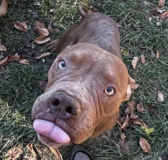 Enlarge Cocoa Bean, a Adoptable American Bulldog in Brownstown, IN image 3/4