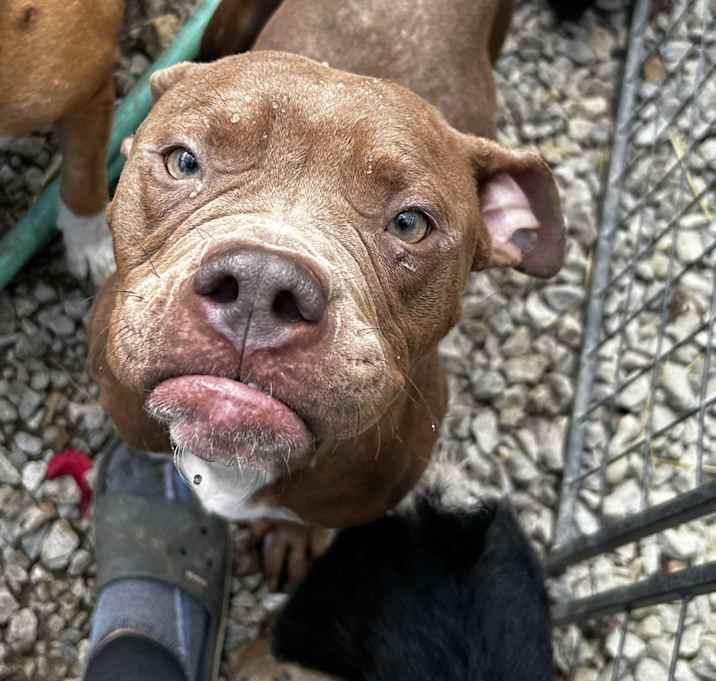 Enlarge Cocoa Bean, a Adoptable American Bulldog in Brownstown, IN image 4/4