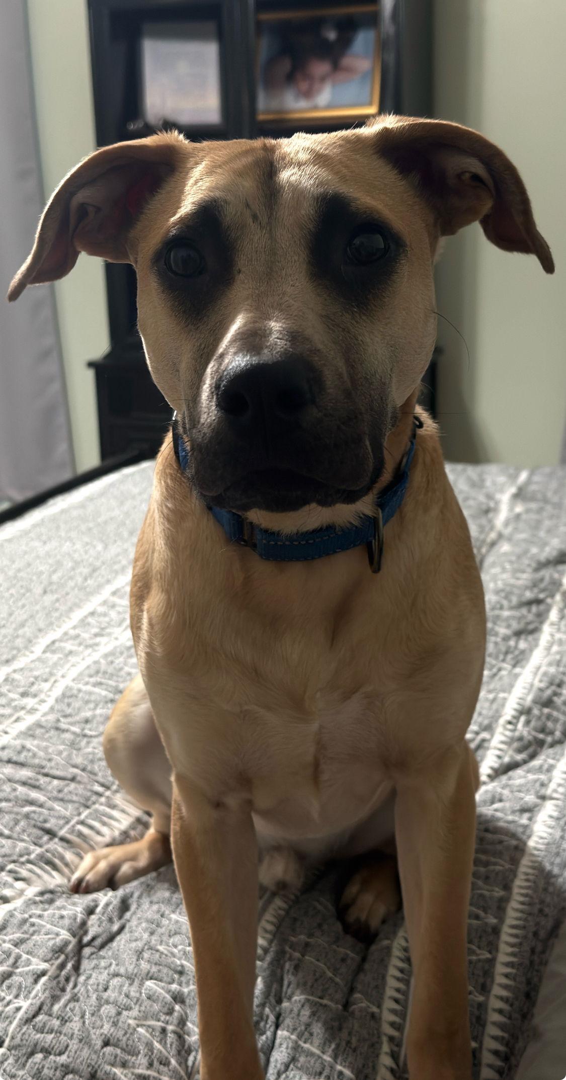 Scooby, Adoptable, Young Male Mountain Cur & Rhodesian Ridgeback.