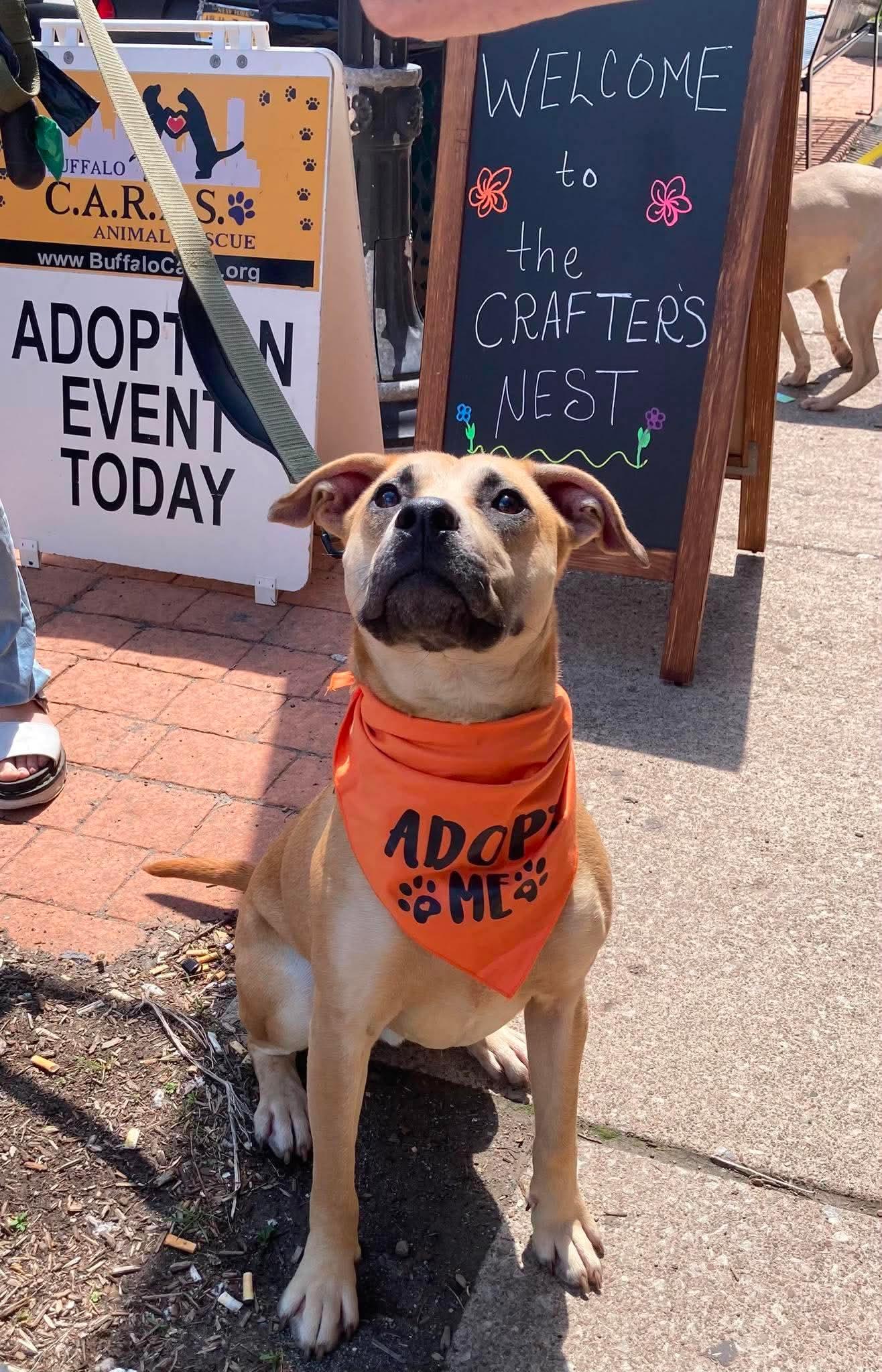 Scooby, a Adoptable mixed breed in Tonawanda, NY image 1/3
