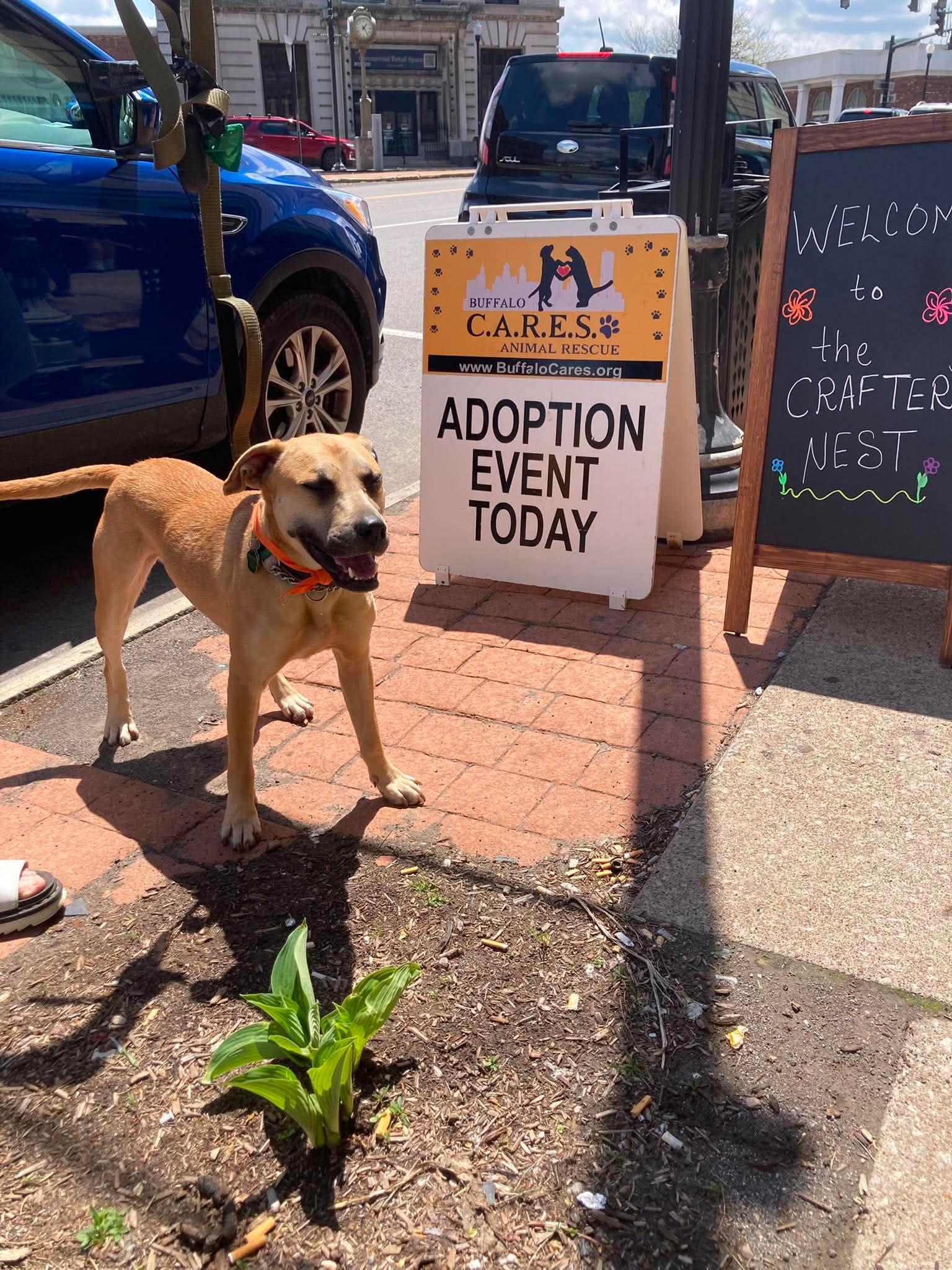 Scooby, a Adoptable mixed breed in Tonawanda, NY image 2/3