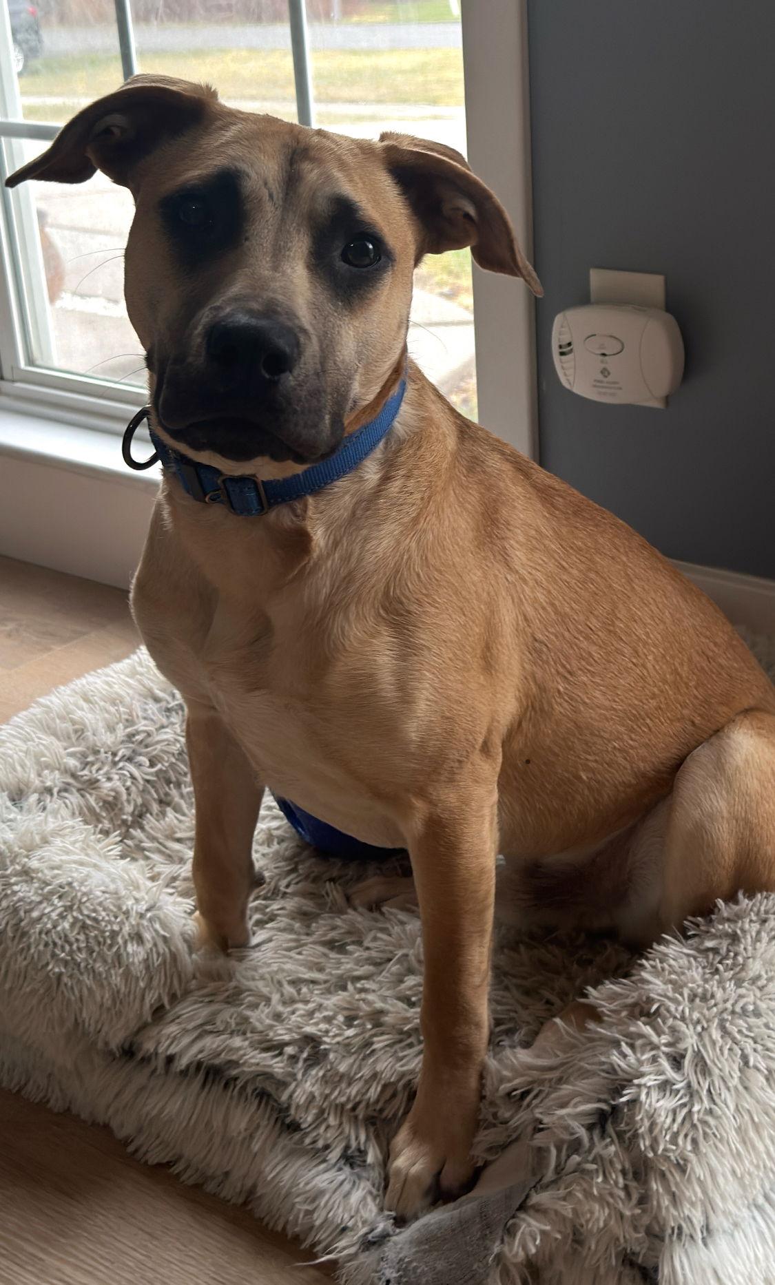 Scooby, a Adoptable mixed breed in Tonawanda, NY image 3/3