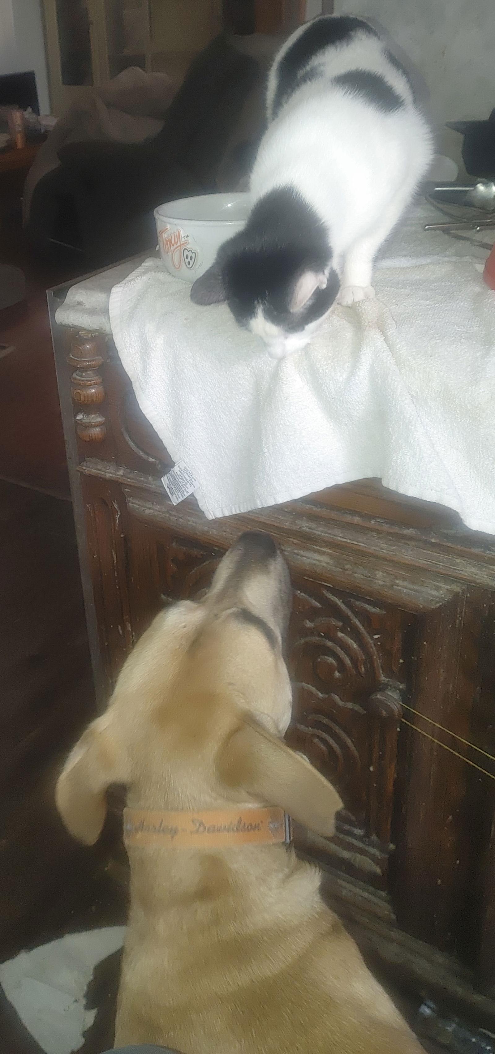 Enlarge Scooby, a Adoptable mixed breed in Tonawanda, NY image 3/3