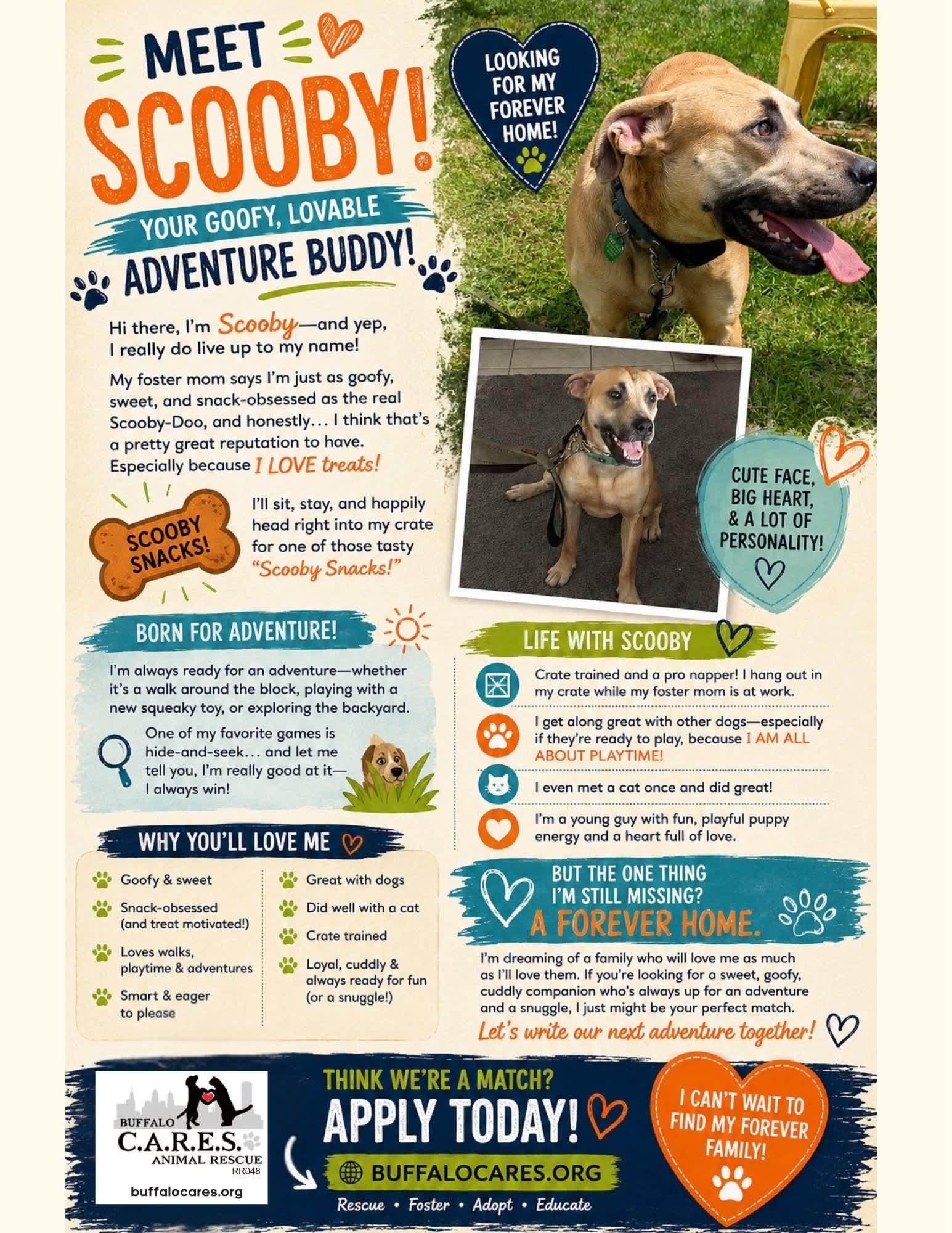 Scooby, a Adoptable mixed breed in Tonawanda, NY image 3/3