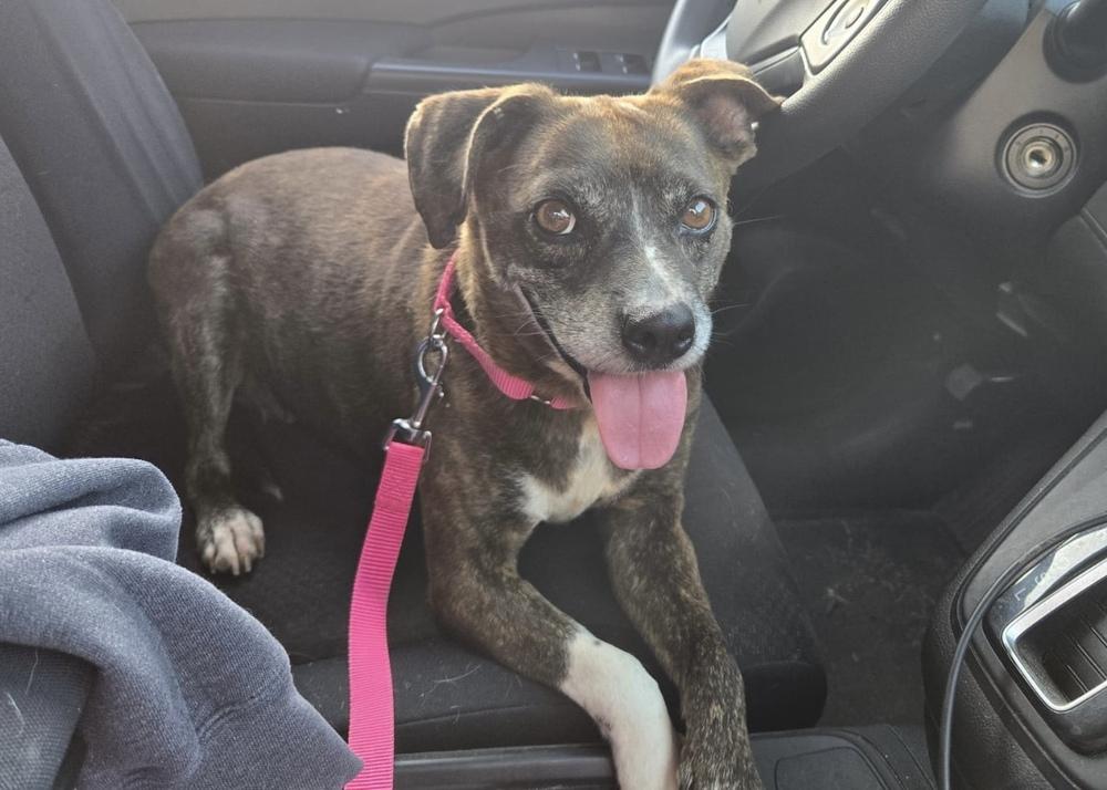 Lulu, Adoptable, Senior Female Beagle.