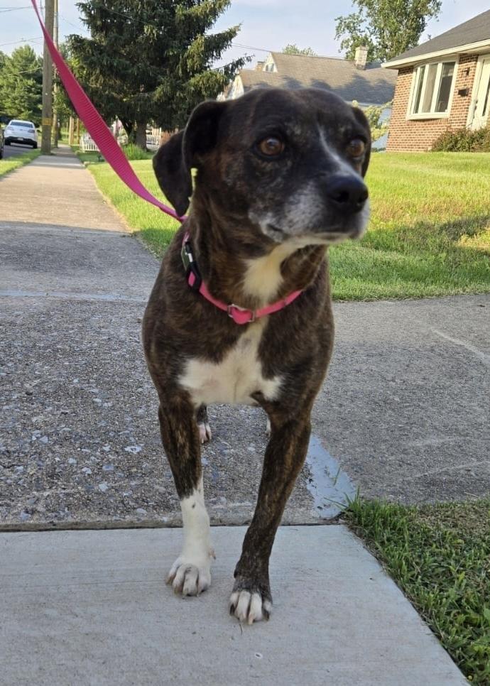 Enlarge Lulu, a Adoptable mixed breed in Pottstown, PA image 2/6