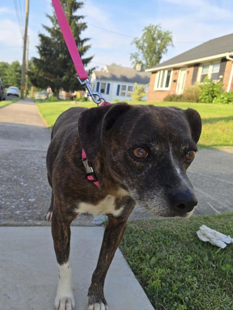 Enlarge Lulu, a Adoptable mixed breed in Pottstown, PA image 3/6