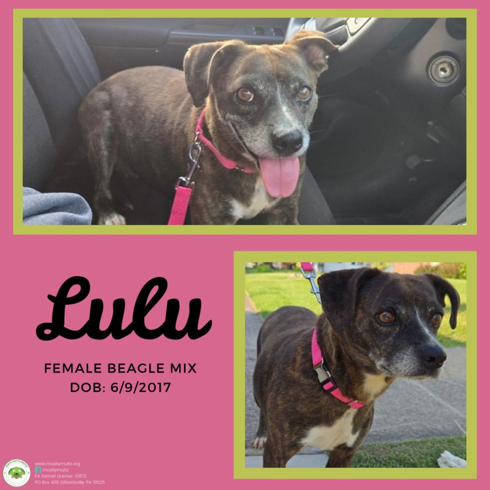 Lulu, Adoptable, Senior Female Beagle.