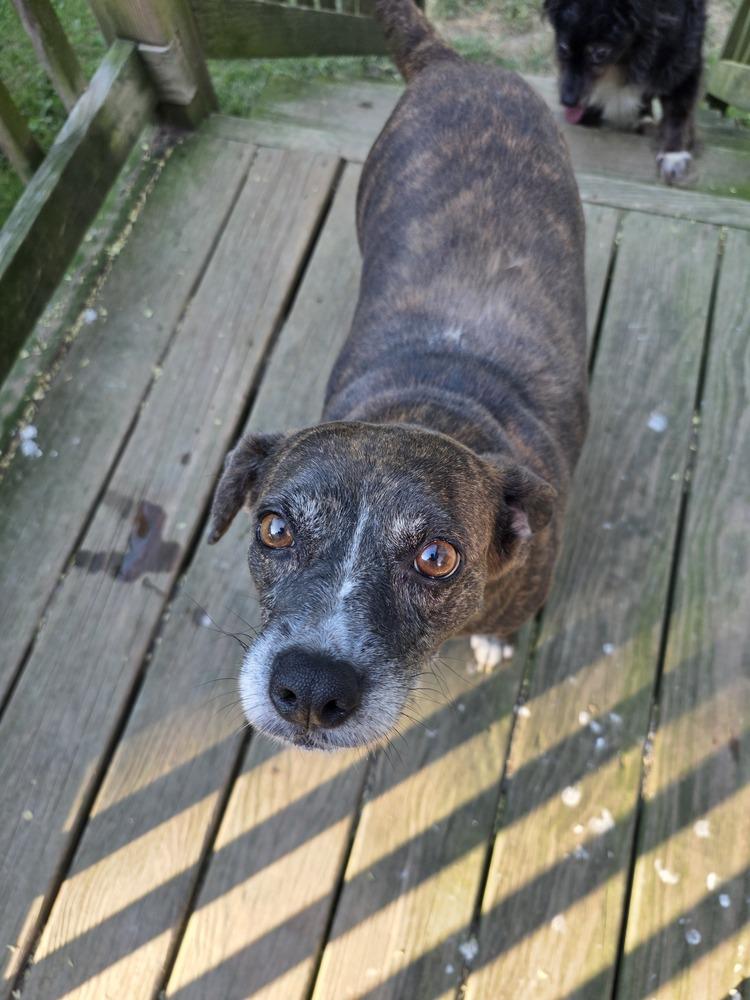 Enlarge Lulu, a Adoptable mixed breed in Pottstown, PA image 5/6