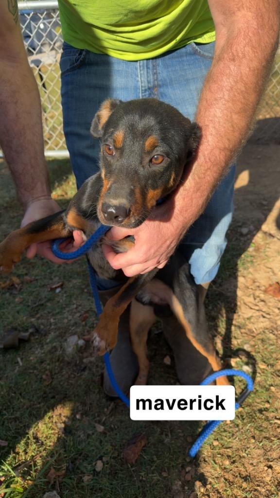 Maverick, Adoptable, Young Male Australian Cattle Dog / Blue Heeler.