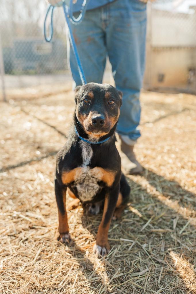 Maverick, a Adoptable mixed breed in Lawrenceburg, TN image 2/6