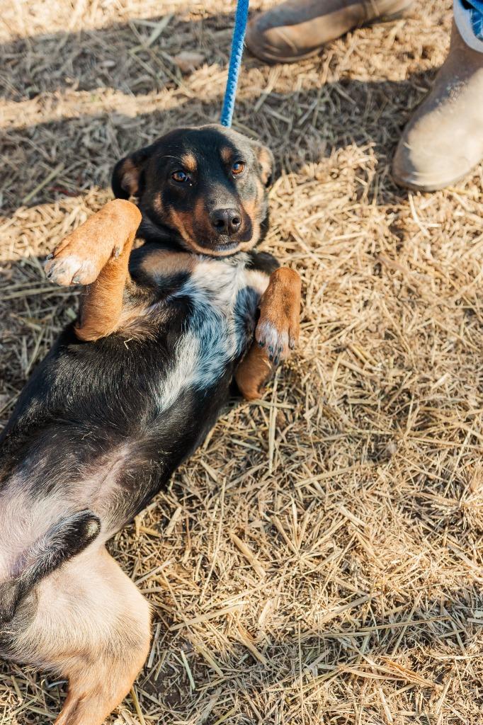 Maverick, a Adoptable mixed breed in Lawrenceburg, TN image 3/6