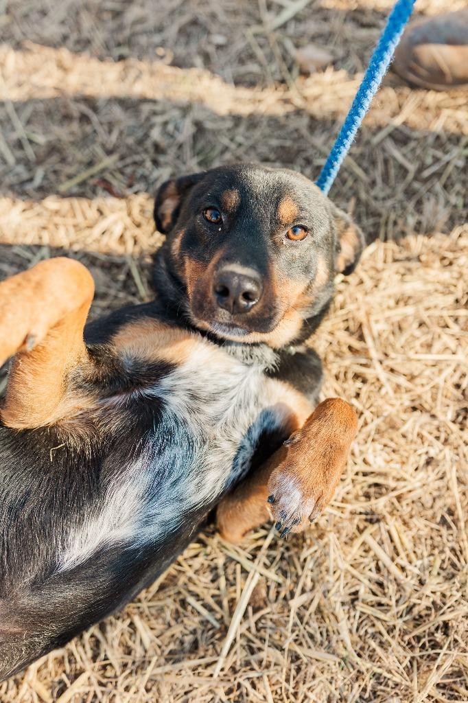 Maverick, a Adoptable mixed breed in Lawrenceburg, TN image 4/6