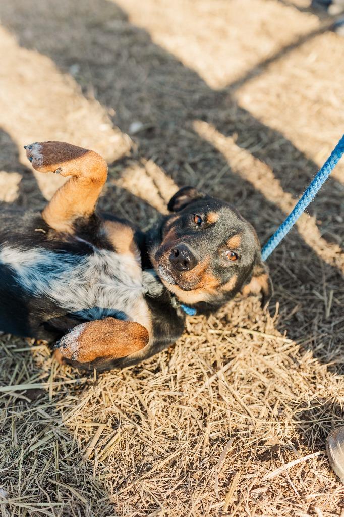 Maverick, a Adoptable mixed breed in Lawrenceburg, TN image 5/6