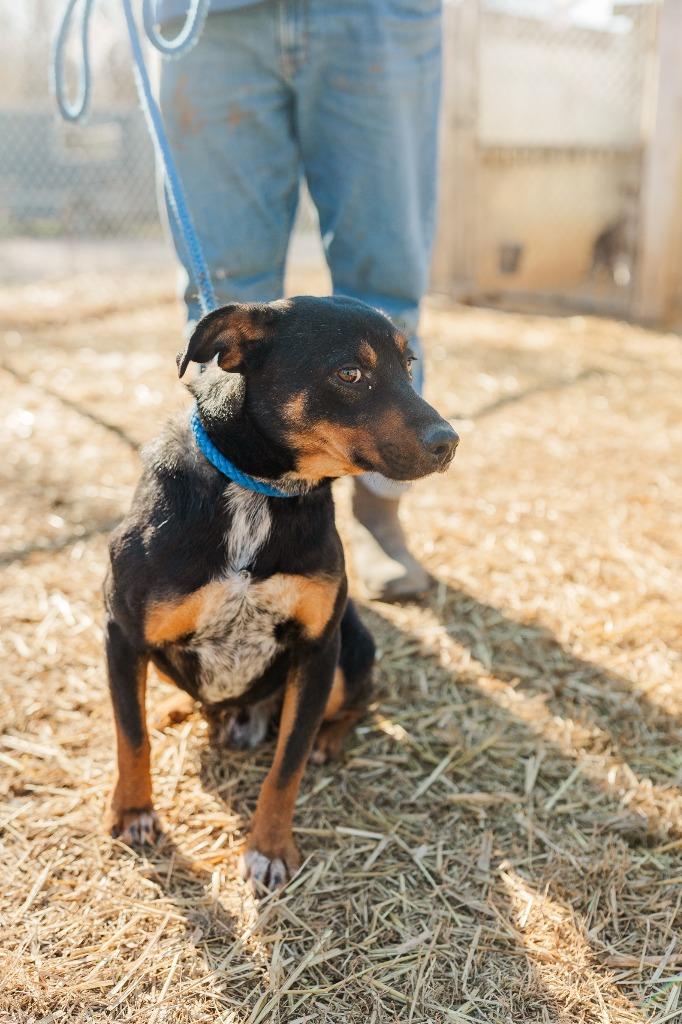 Maverick, a Adoptable mixed breed in Lawrenceburg, TN image 6/6