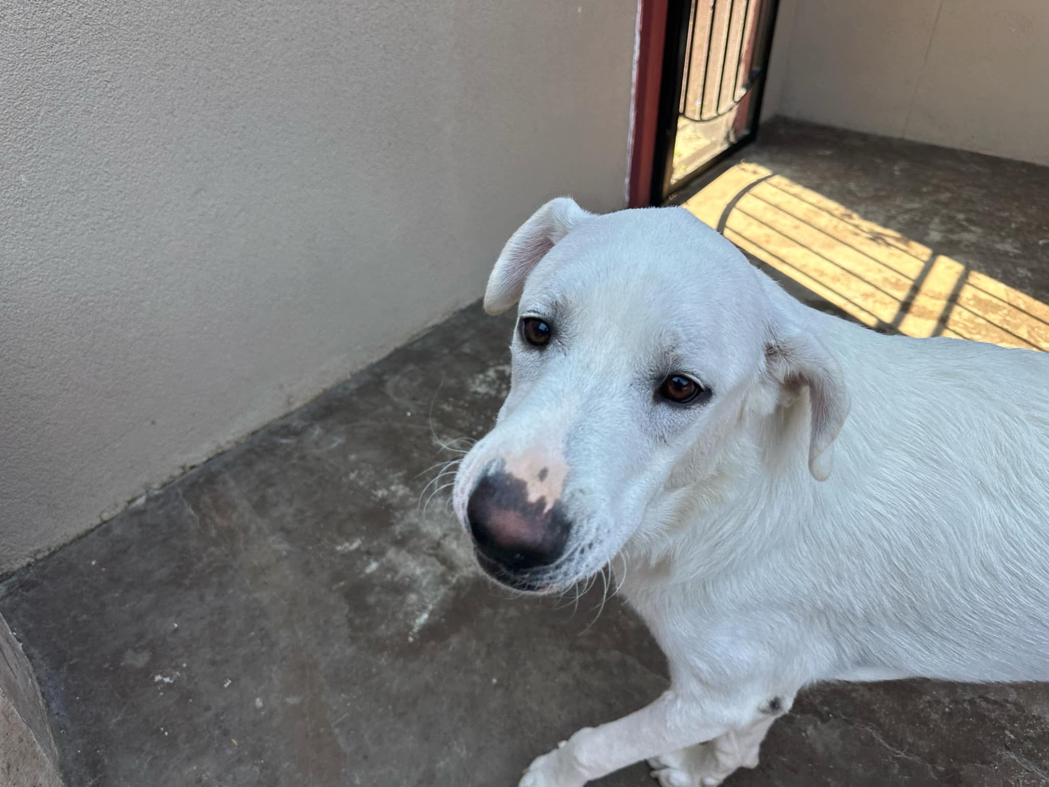Dog for adoption Clyde, a Great Pyrenees Mix in Mckinney, TX Petfinder