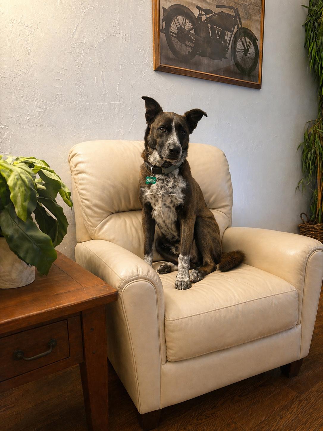 Holly, Adoptable, Adult Female Australian Kelpie & Australian Cattle Dog / Blue Heeler.